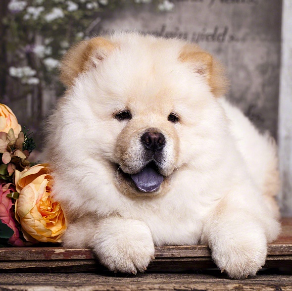 Купоны велюр Animal