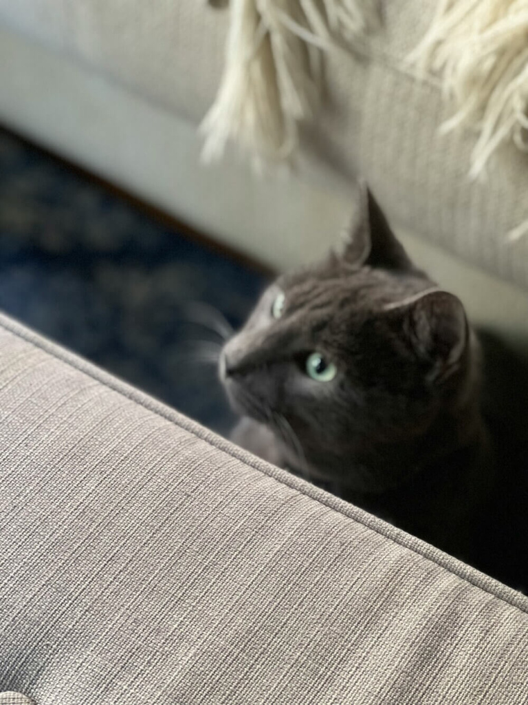 Выбор ткани для дивана в семью с детьми